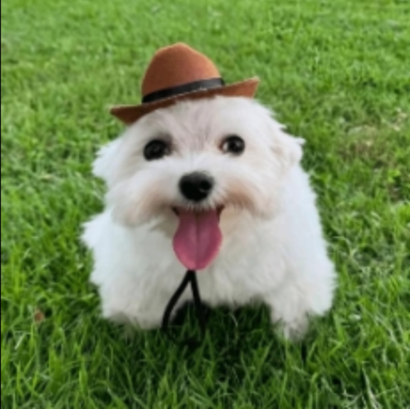 Creditz PFP